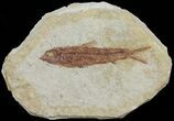 Knightia Fossil Fish - Wyoming #67362-1
